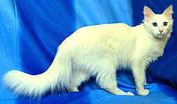 I.C. Kuutuulen Hestia - Cortesia Allevamento 1001 Notte