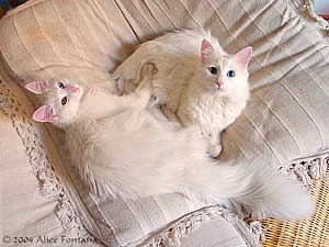 I.C. Kuutuulen Hestia e Vanessa de la Perle d'Antalya - Cortesia Allevamento 1001 Notte