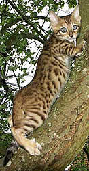 Sandstorm - Cortesia di Casa Rocca Cattery