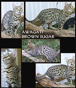 Awagati Brown Sugar - Cortesia di Casa Rocca Cattery