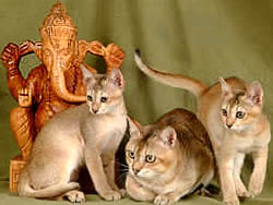 Cortesia Allevamento Gemme d'Oriente