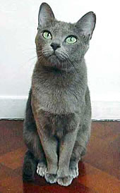 Delilah - Cortesia di Jadeye Korat Cattery