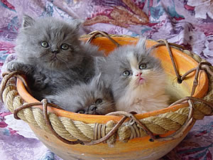  Notturno, Notte d'Amore, Notte Blu - Cortesia Allevamento "La Sisile"