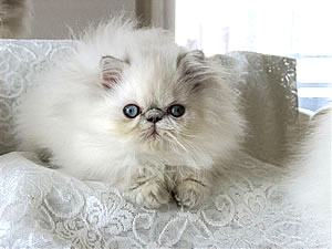 Minnie della Rosa dei Venti - Cortesia Allevamento "La Sisile".