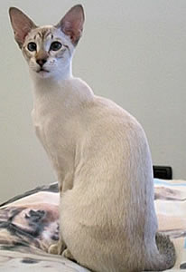 Grace Kelly - Cortesia di Siamese Cattery