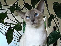 Greta Garbo - Cortesia di Siamese Cattery